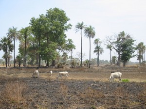 Grazen op verbrand gras