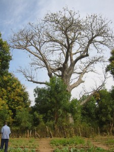 De grote baobab in de schooltuin van Darsilami